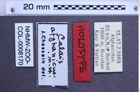 Etiketten zu Calais afghanicus (Chassain, 1991) (NHMW-ZOO-COL-0008170)